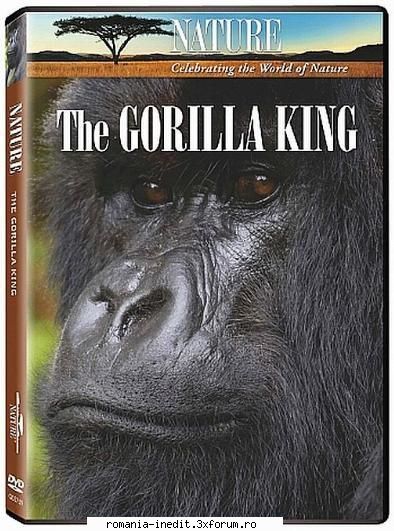 pbs nature the gorilla king (2008) pbs nature the gorilla king (2008) hdtv ]english 720p avi xvid