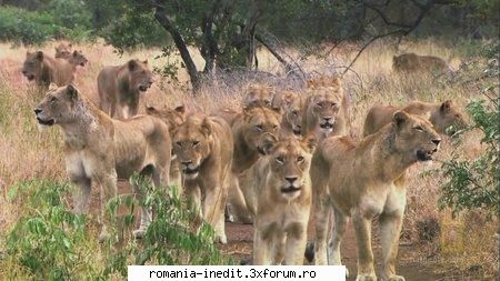 national geographic wild lion army: battle survive (2009) national geographic wild lion army: battle