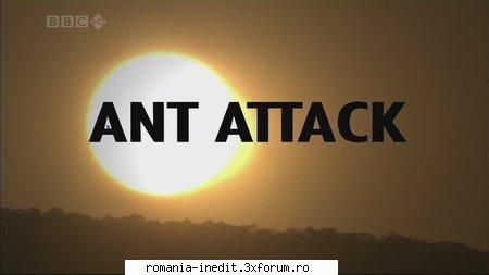 bbc natural world: ant attack bbc natural world: ant attack 720p avi xvid 1280x720 25fps ac3 384kbps