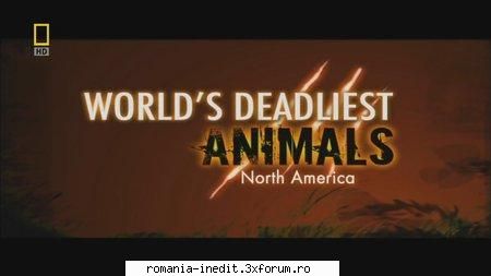 nat deadliest america varianta geographic world's deadliest animals: north america russian 720p mkv