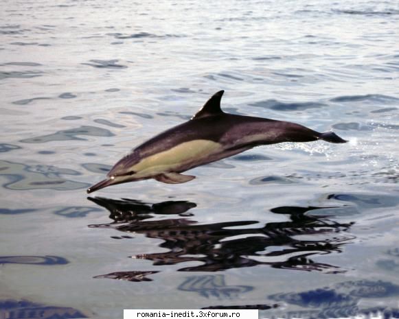 dolphin army ng.wild (2008) limba pentru
